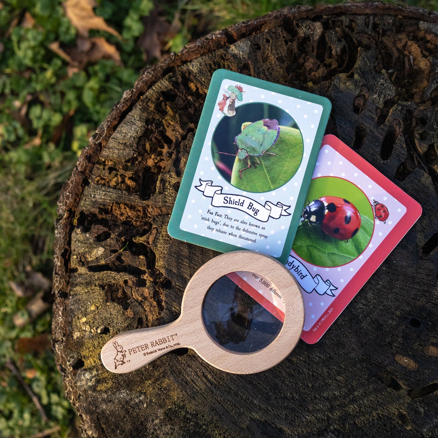 Peter rabbit bug spotting activity set